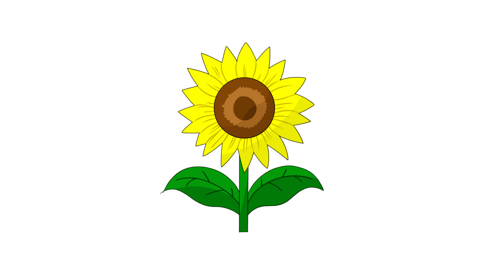 sunflower in full bloom